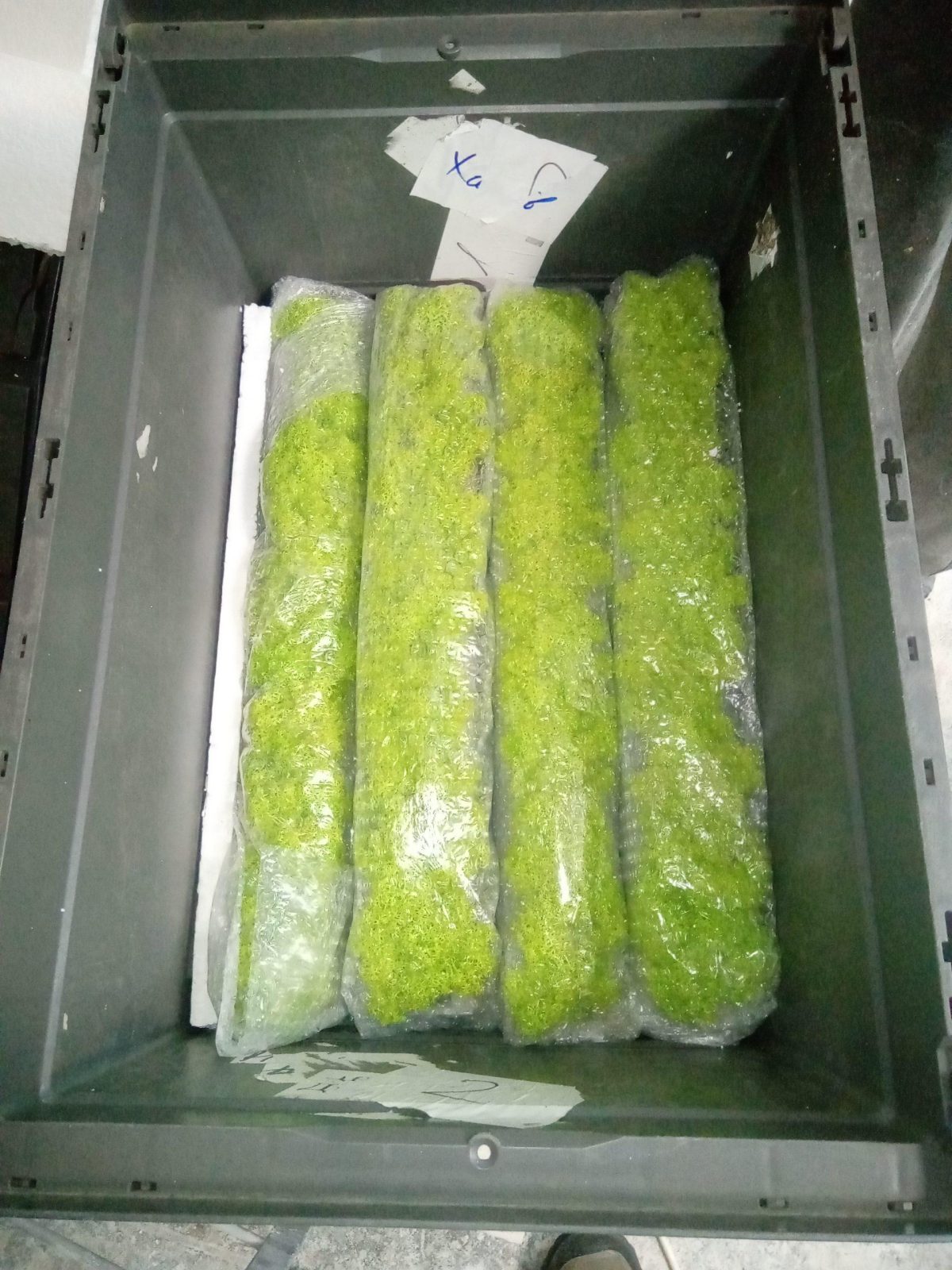 Стабилизированный мох в кашпо из гипса White — изображение 6