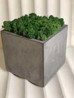 Кашпо из бетона с стабилизированным мхом "Куб" 150х150х150мм