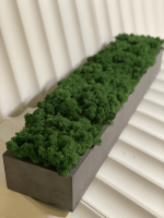 Бетонное кашпо с стабилизированным мхом 700х150х90мм — изображение 3