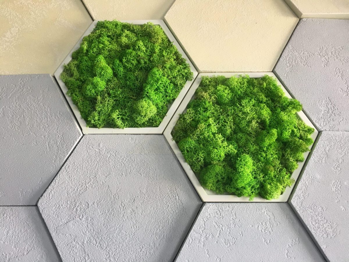 Стабилизированный мох ягель  в сотах из гипса — изображение 2