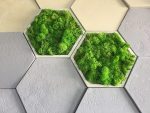 Стабилизированный мох ягель  в сотах из гипса — изображение 2