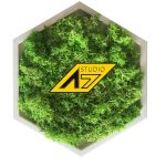 Стабилизированный мох ягель  в сотах из гипса