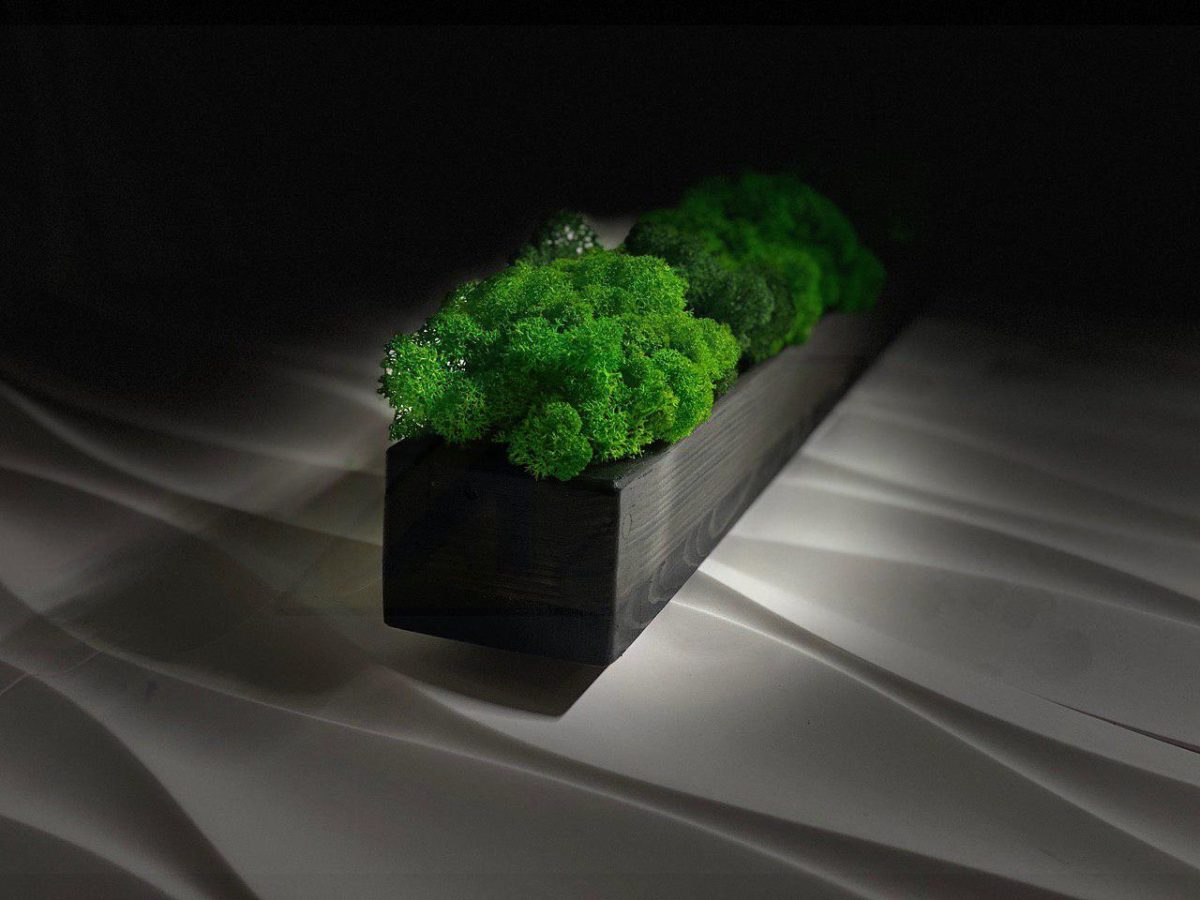 Деревянное кашпо с стабилизированным мхом 1000х100х70мм — изображение 2