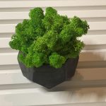 Кашпо с стабилизированным мхом 100х65мм