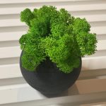 Кашпо с стабилизированным мхом 90х70мм