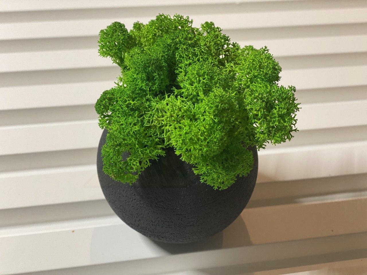 photo_2020-10-19_17-30-59-2-1.jpg Кашпо с стабилизированным мхом 90х70мм — изображение 1