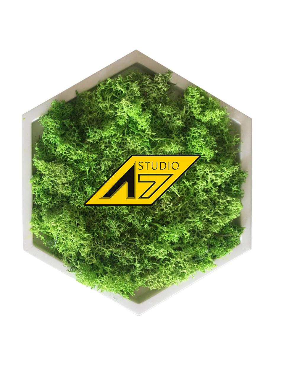 stabilizirovannym-mhom.jpg Стабилизированный мох ягель в сотах из гипса — изображение 1